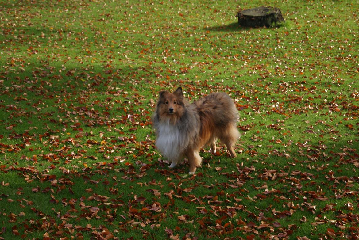 Shetland sheepdog Akela aka Keiko billede 23