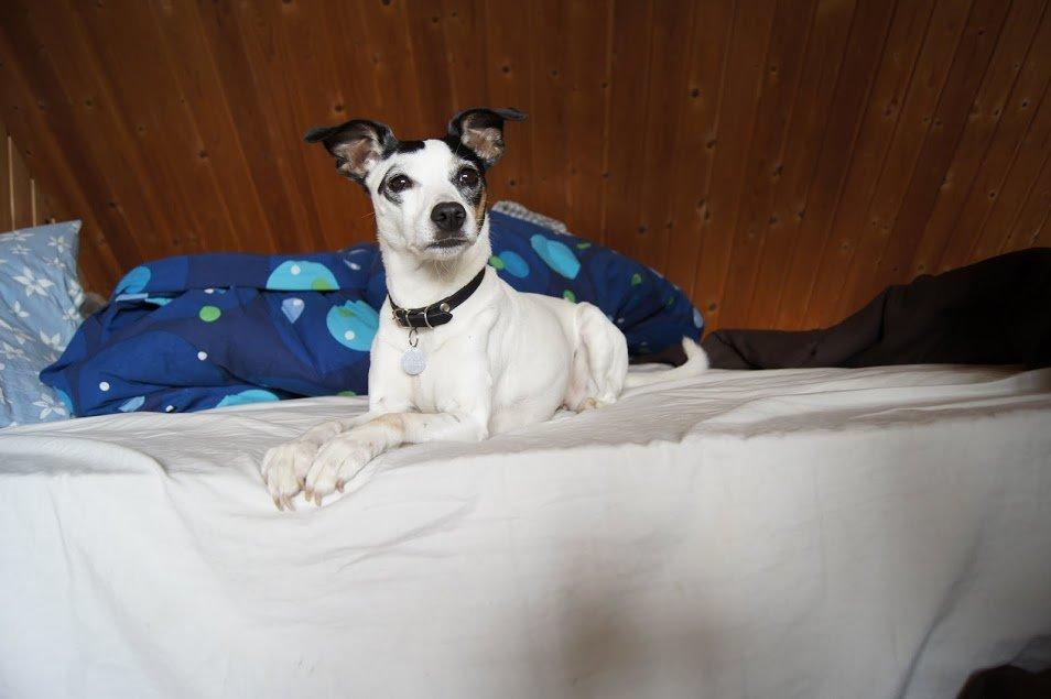 Dansk svensk gaardhund Lillefix billede 15