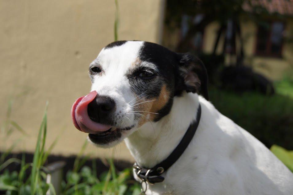 Dansk svensk gaardhund Lillefix billede 17