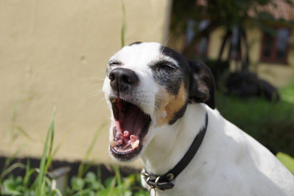 Dansk svensk gaardhund Lillefix billede 18