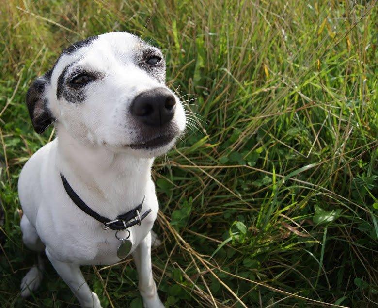 Dansk svensk gaardhund Lillefix billede 3