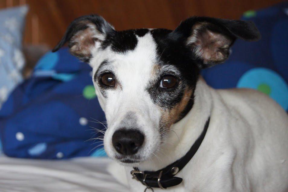 Dansk svensk gaardhund Lillefix billede 16