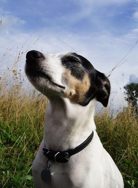 Dansk svensk gaardhund Lillefix billede 1