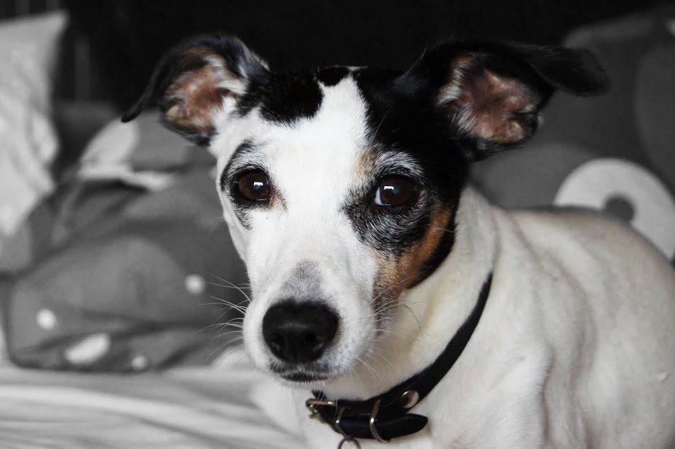 Dansk svensk gaardhund Lillefix billede 2