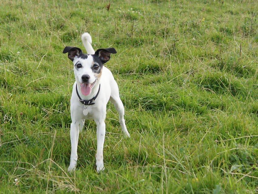 Dansk svensk gaardhund Lillefix billede 19