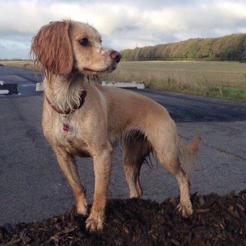Field Trial Cockerspaniel Spilops Wild Weather Wilma billede 34