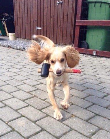 Field Trial Cockerspaniel Spilops Wild Weather Wilma billede 35