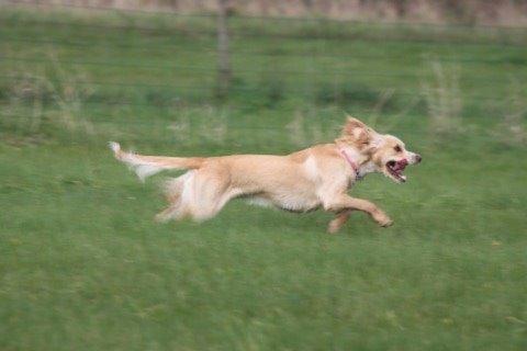 Field Trial Cockerspaniel Spilops Wild Weather Wilma billede 38