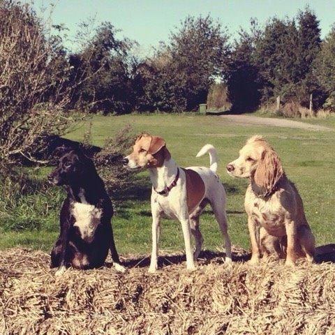 Field Trial Cockerspaniel Spilops Wild Weather Wilma billede 39
