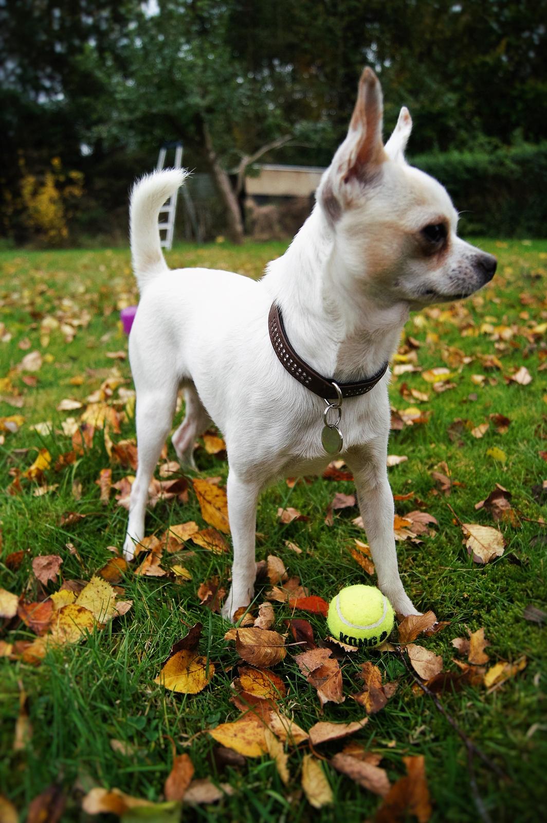 Chihuahua Picasso aka 'Steadfast give me a break' billede 2