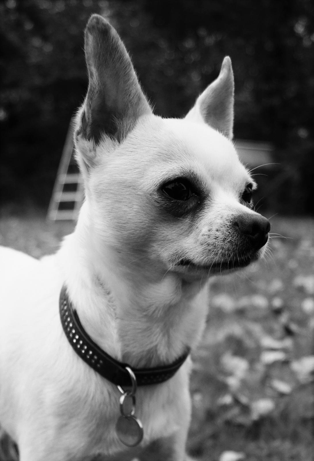 Chihuahua Picasso aka 'Steadfast give me a break' billede 1