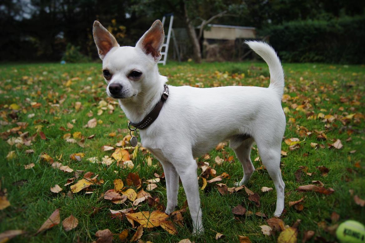 Chihuahua Picasso aka 'Steadfast give me a break' billede 3