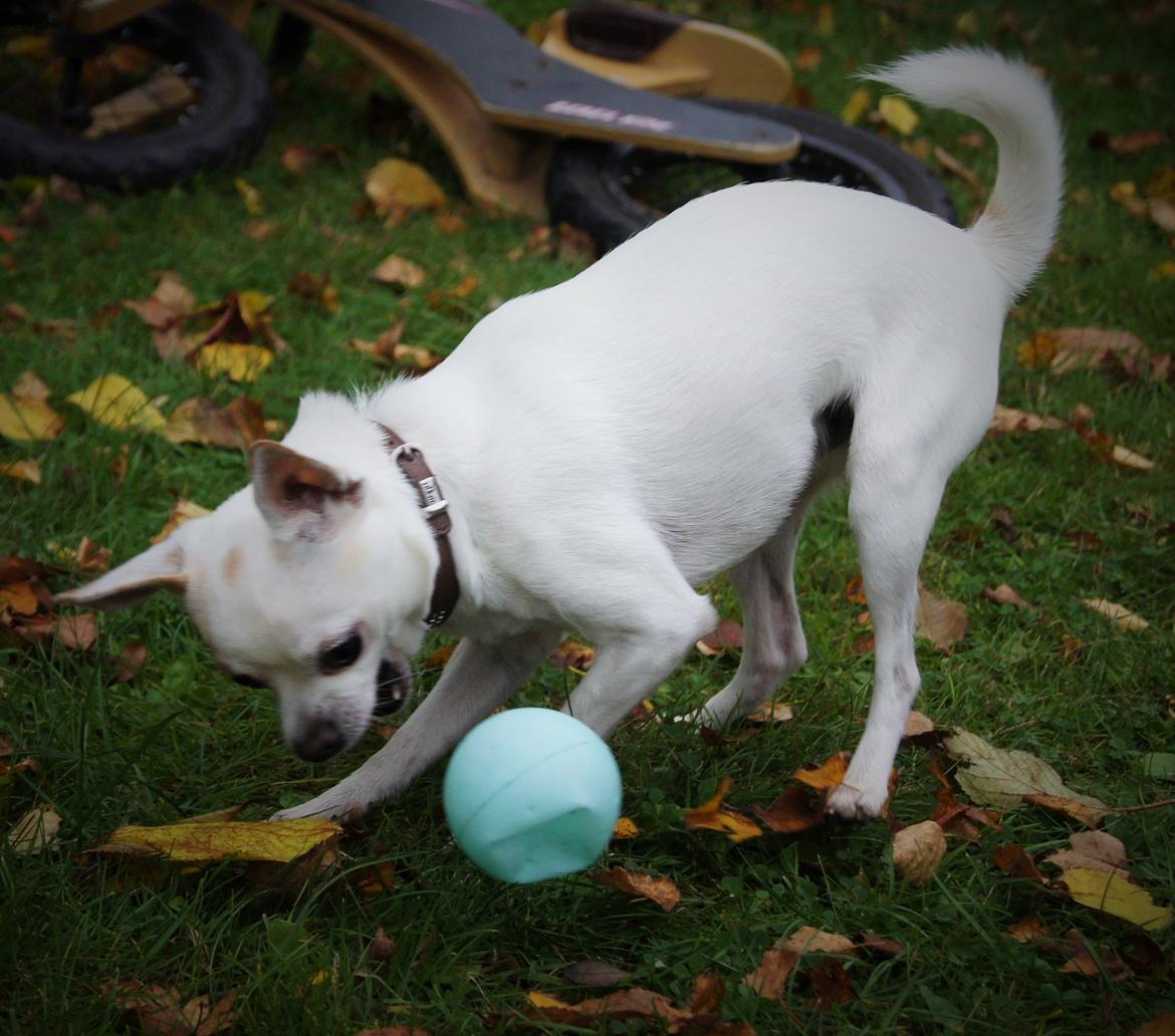 Chihuahua Picasso aka 'Steadfast give me a break' billede 5