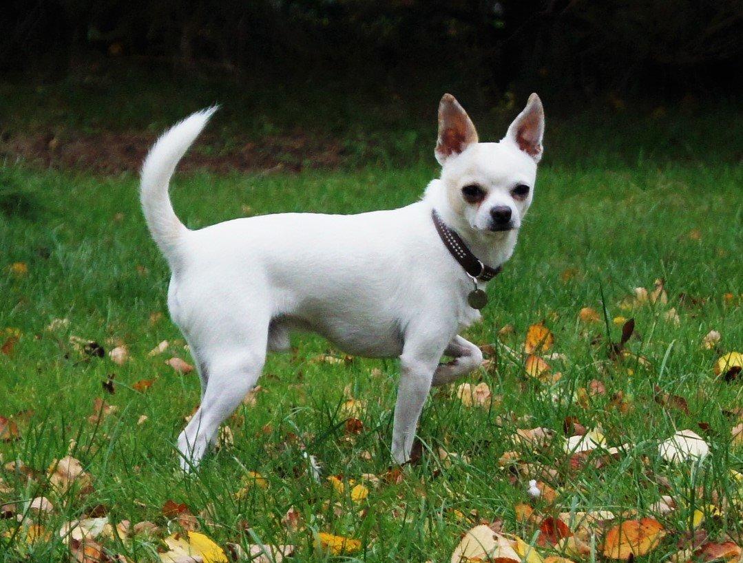 Chihuahua Picasso aka 'Steadfast give me a break' billede 6