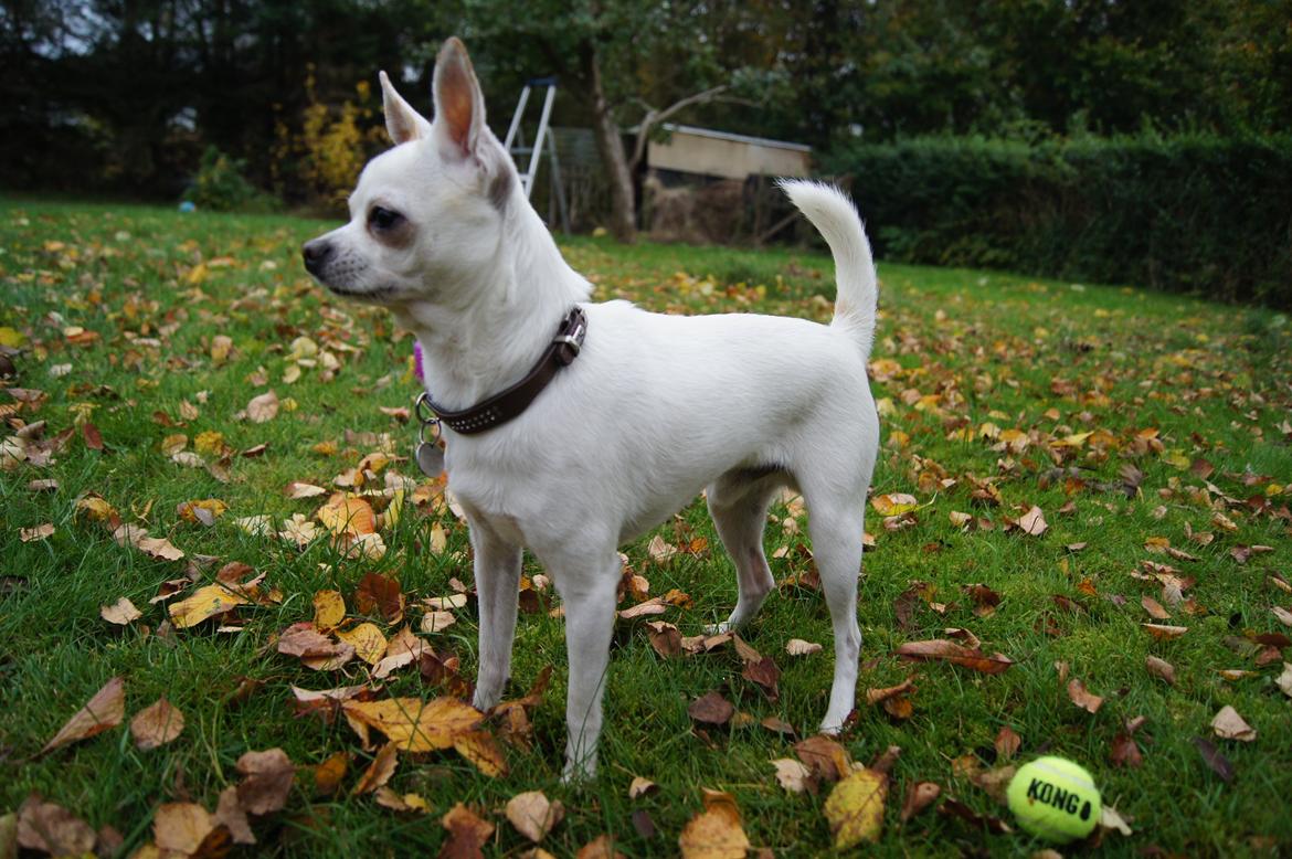 Chihuahua Picasso aka 'Steadfast give me a break' billede 4