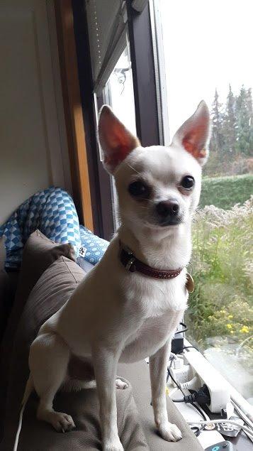 Chihuahua Picasso aka 'Steadfast give me a break' billede 7