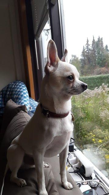 Chihuahua Picasso aka 'Steadfast give me a break' billede 8