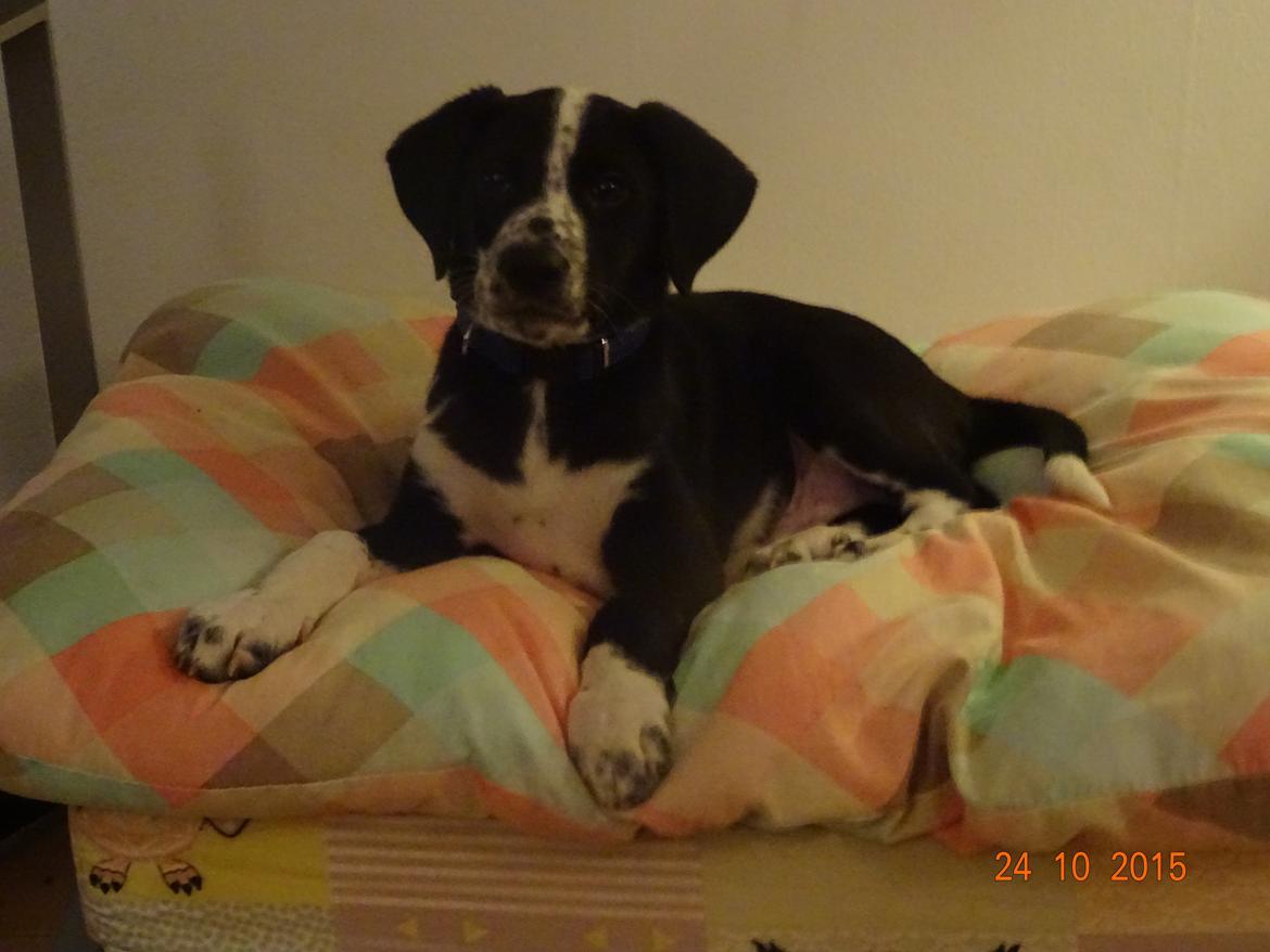 Blanding af racer Johnnie Schæfer&Dalmantiner&Labrador billede 1