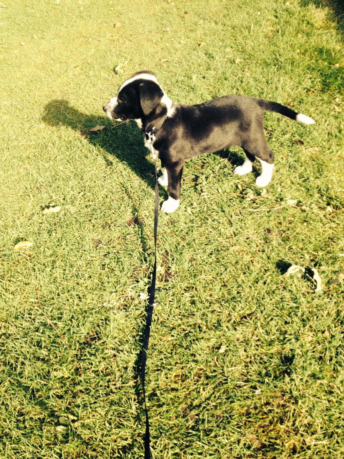 Blanding af racer Johnnie Schæfer&Dalmantiner&Labrador billede 2