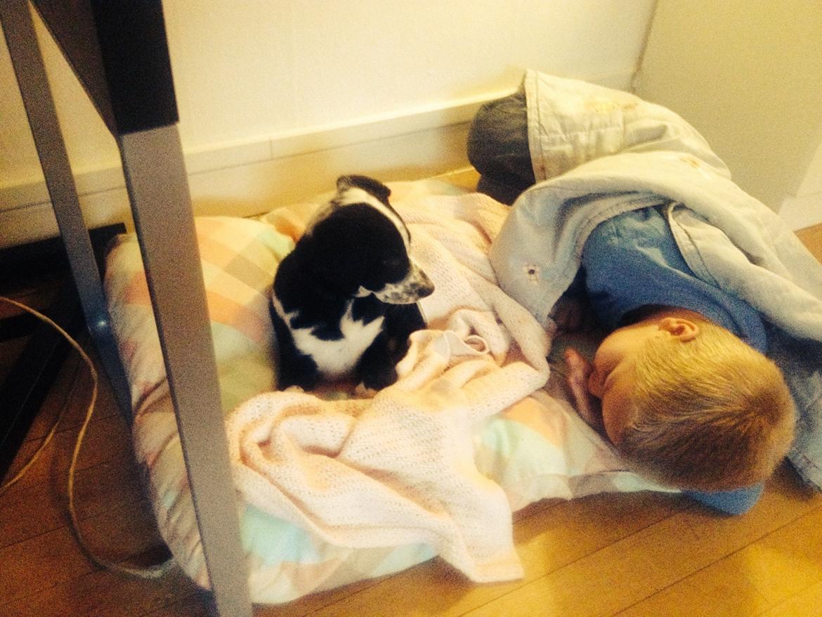 Blanding af racer Johnnie Schæfer&Dalmantiner&Labrador billede 5