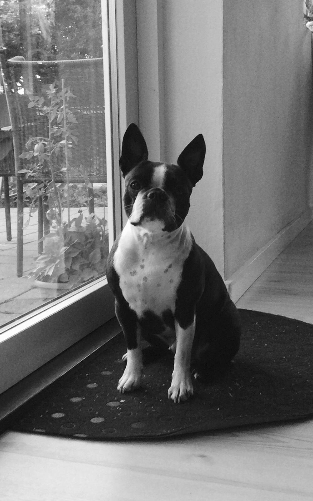 Boston terrier Beautiful Aya vom Greifenring billede 34