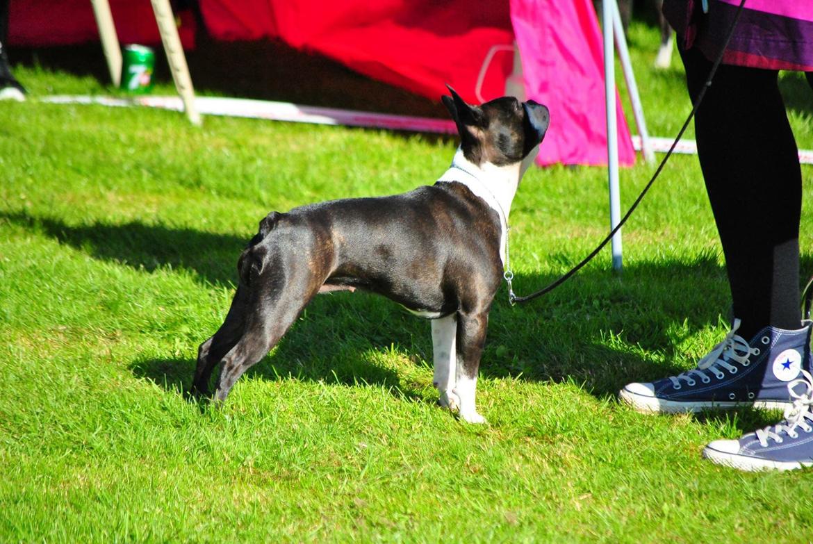 Boston terrier Beautiful Aya vom Greifenring billede 35