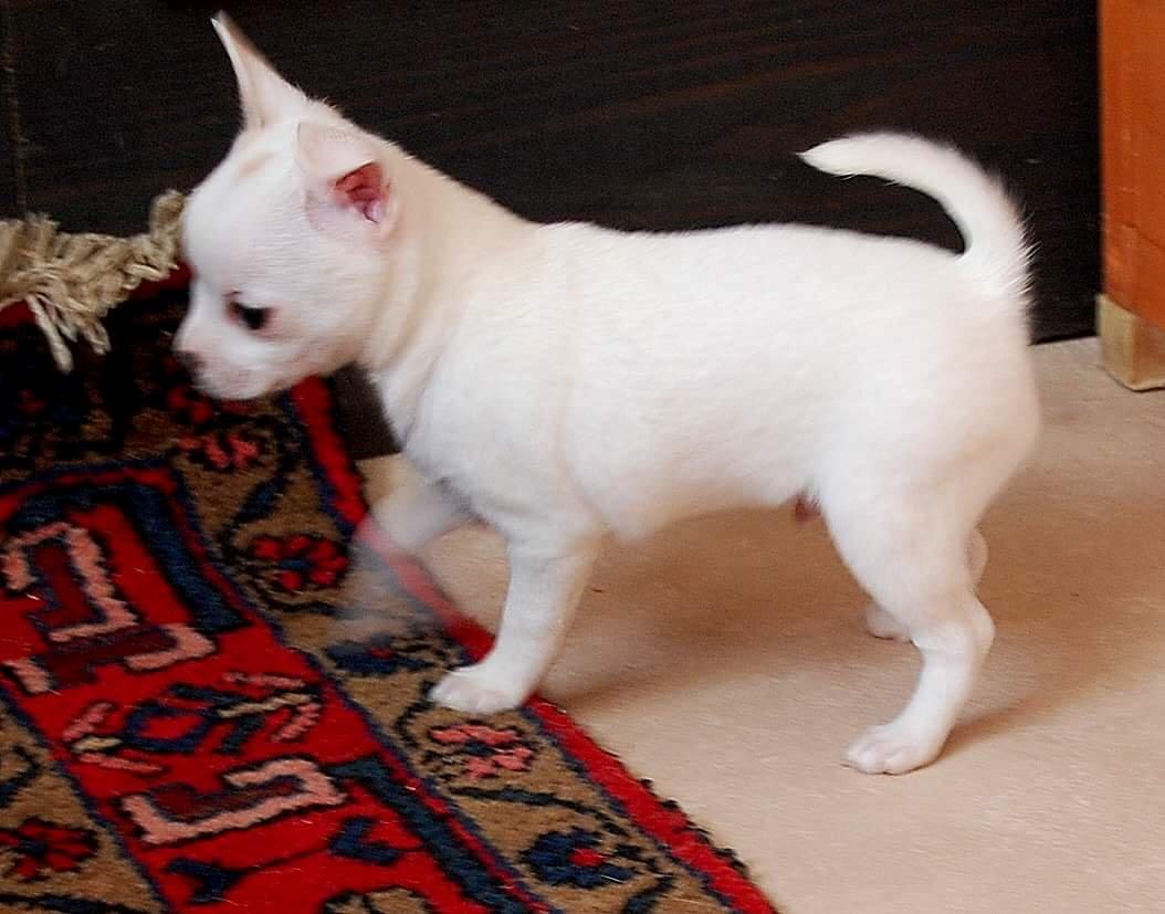 Chihuahua Picasso aka 'Steadfast give me a break' billede 9