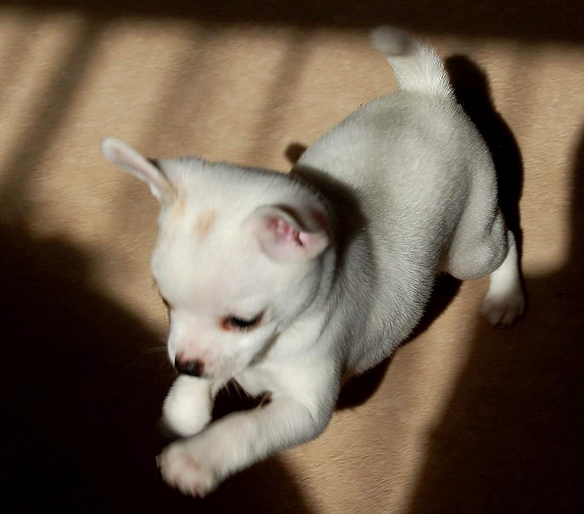 Chihuahua Picasso aka 'Steadfast give me a break' billede 10