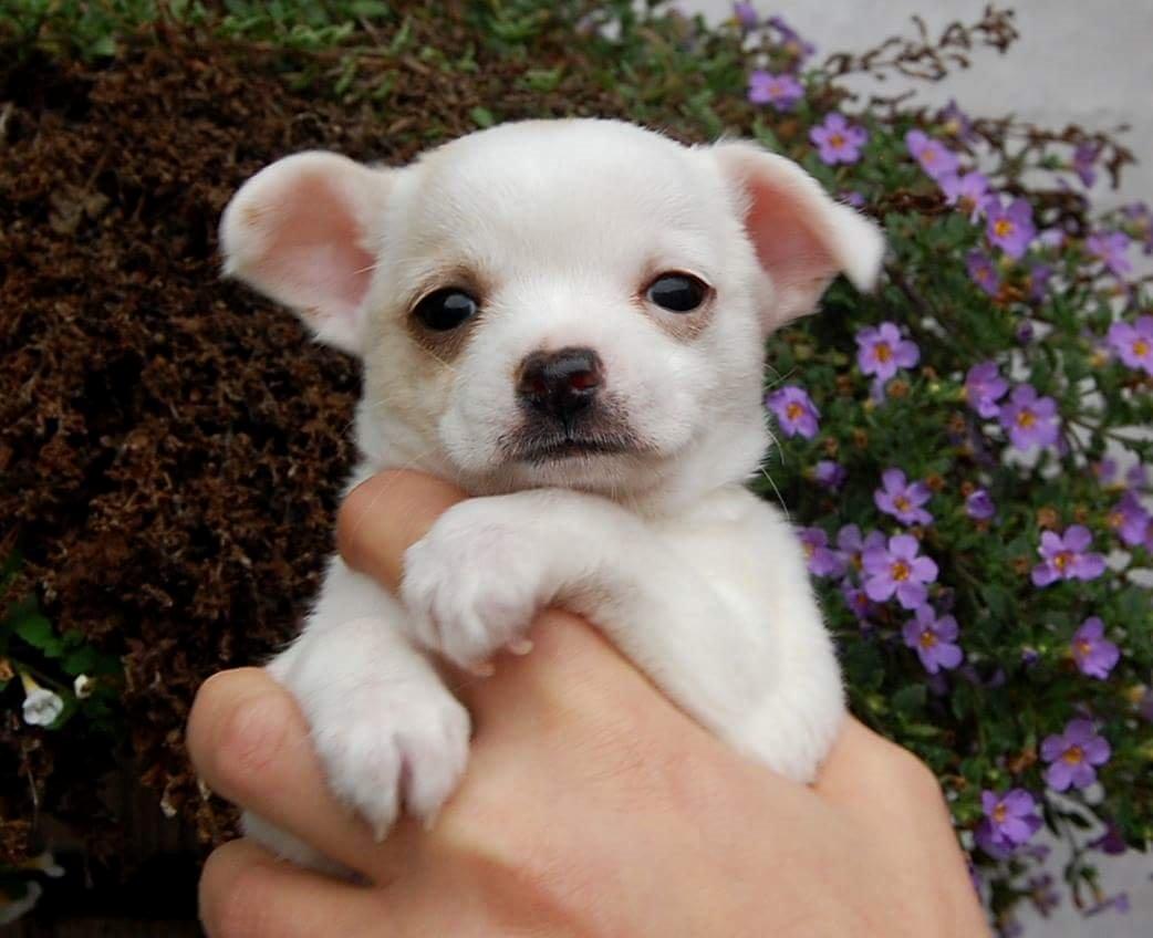 Chihuahua Picasso aka 'Steadfast give me a break' billede 11