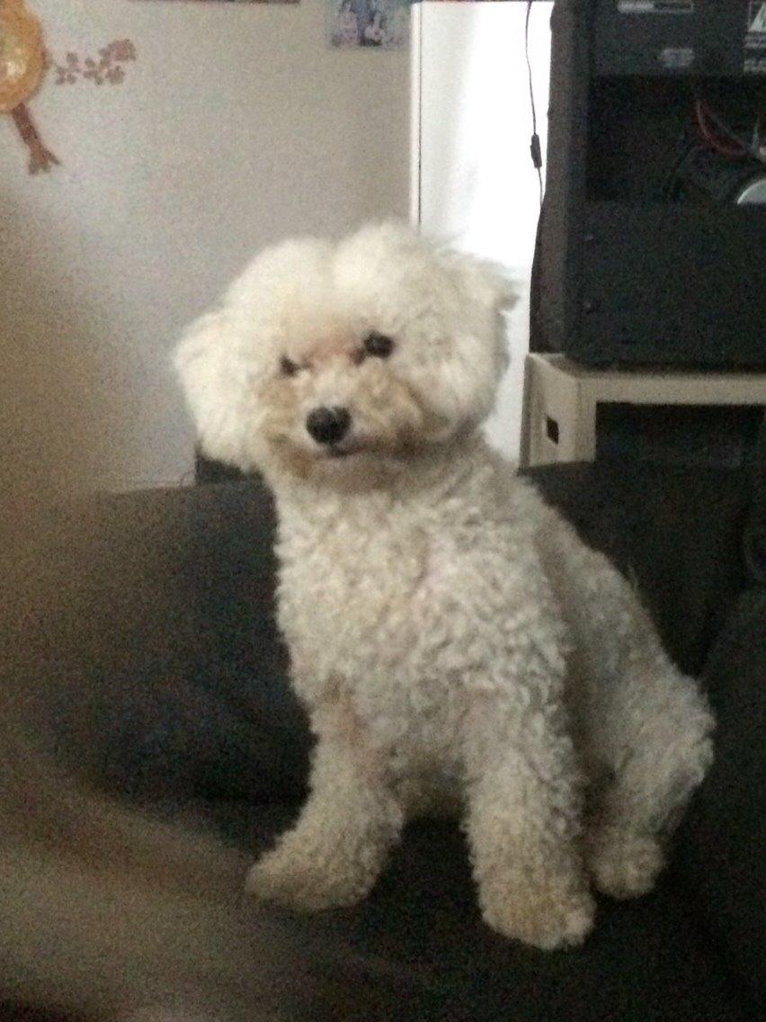 Bichon à poil frisé Haabegaard's Xena givet væk billede 14