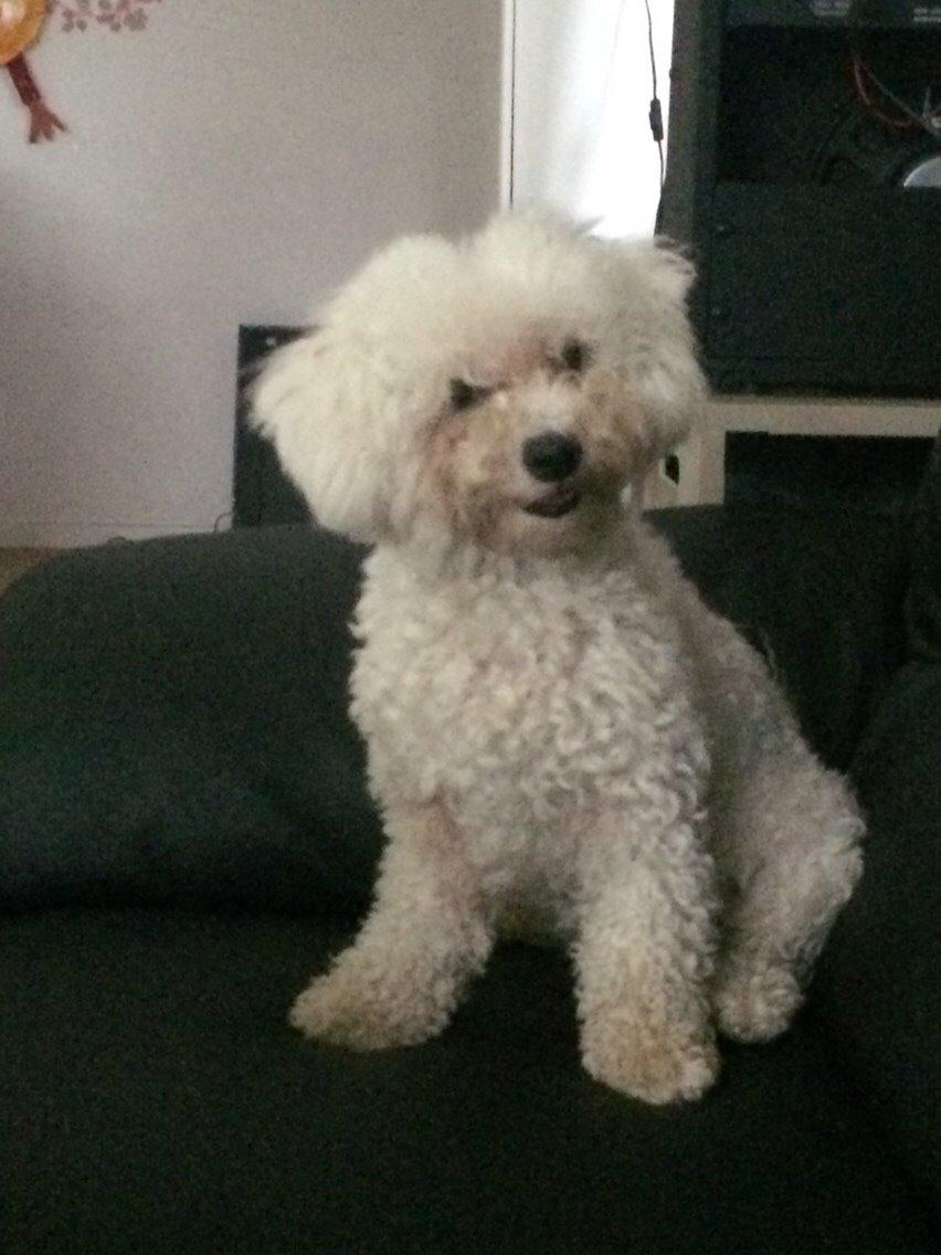 Bichon à poil frisé Haabegaard's Xena givet væk billede 13