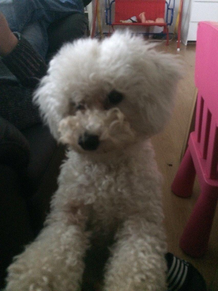 Bichon à poil frisé Haabegaard's Xena givet væk billede 15