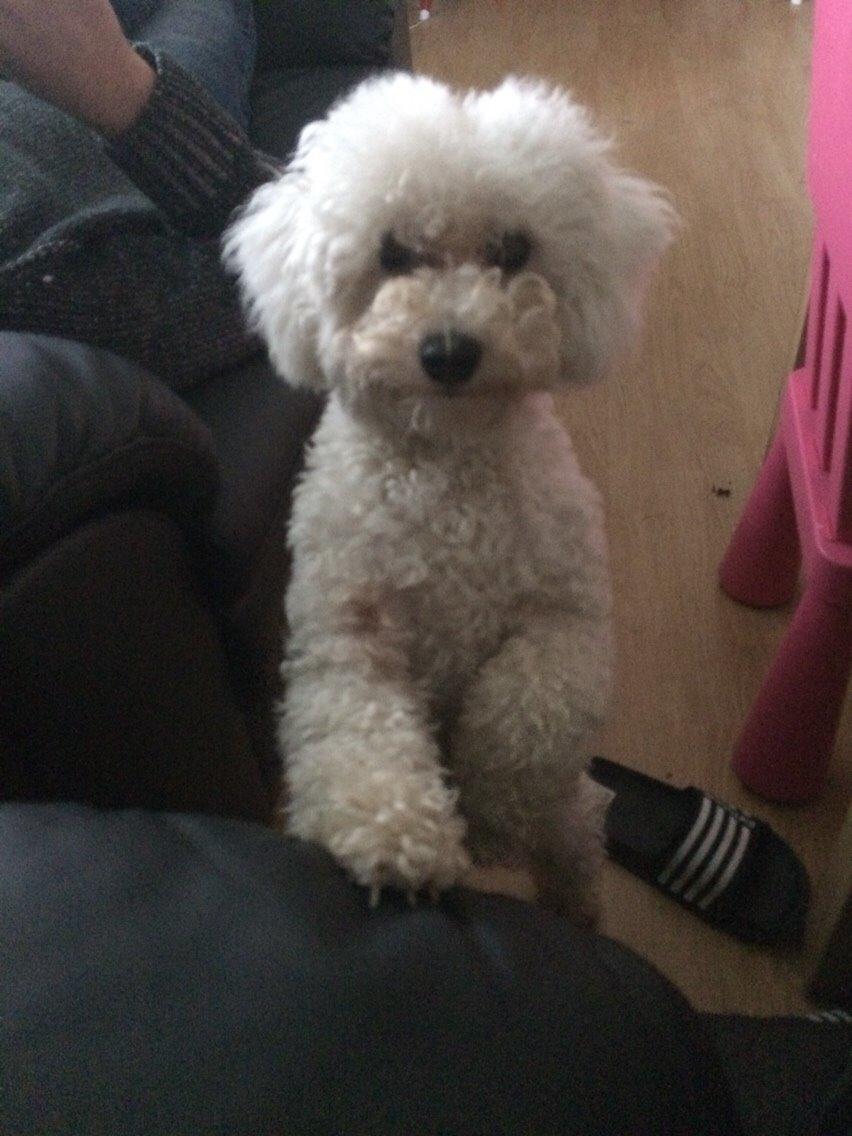 Bichon à poil frisé Haabegaard's Xena givet væk billede 16