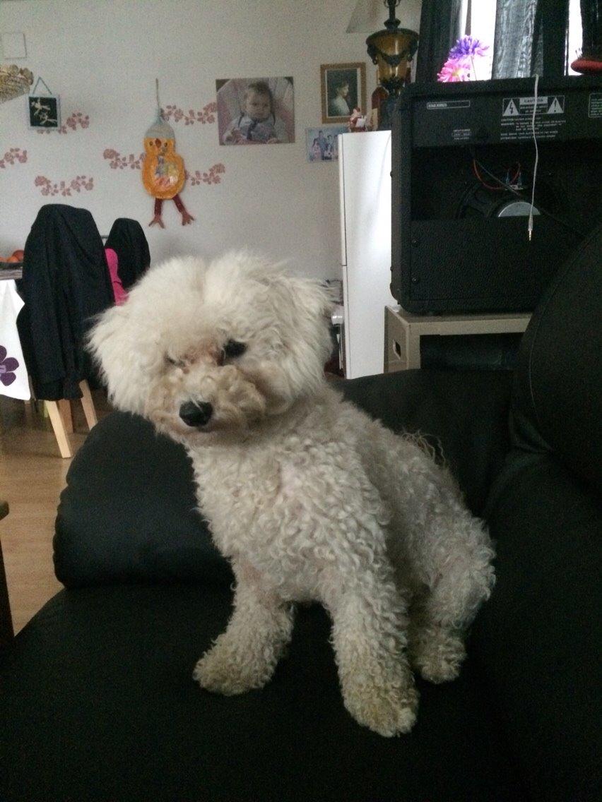 Bichon à poil frisé Haabegaard's Xena givet væk billede 17