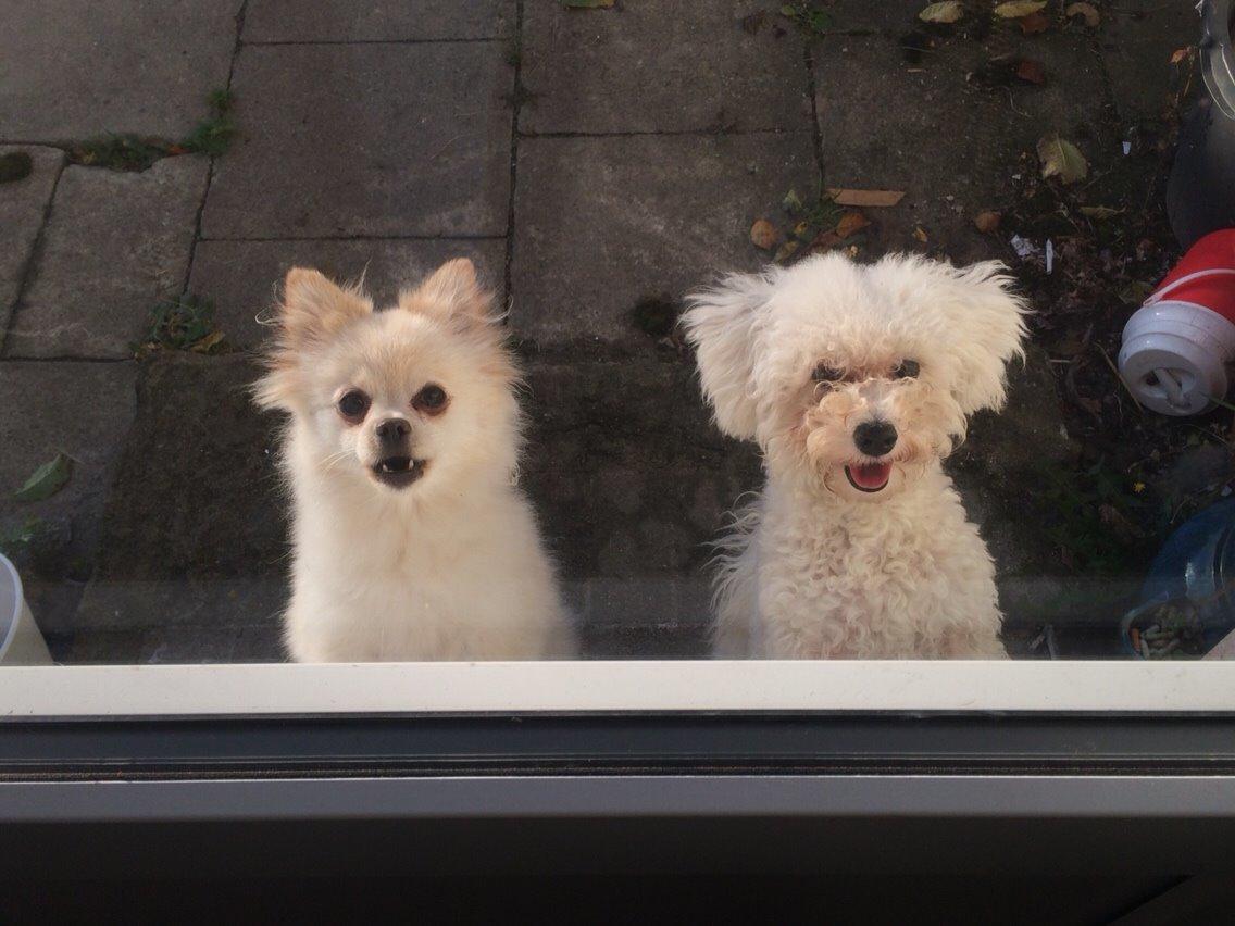 Bichon à poil frisé Haabegaard's Xena givet væk billede 18