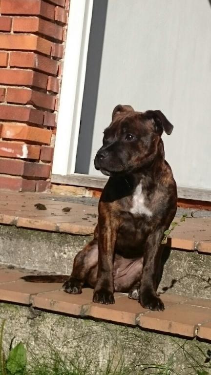 Staffordshire bull terrier Belilas First Class (Bertha) - 4 mdr  billede 15