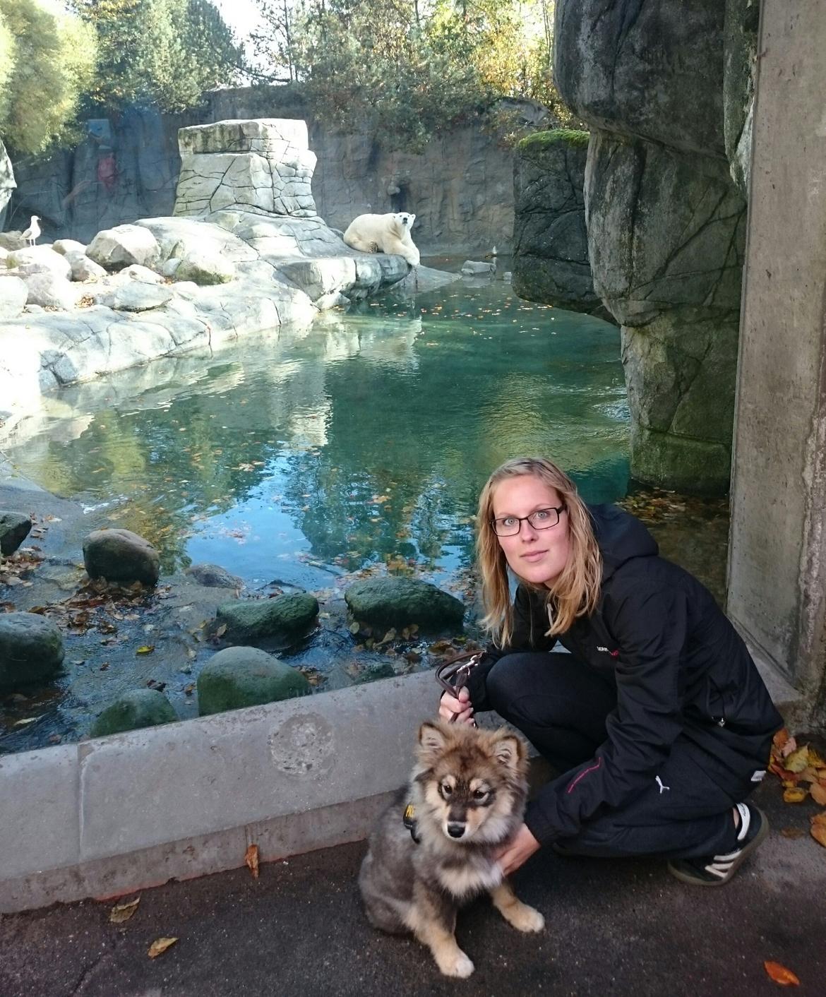 Finsk lapphund Silke  - Første gang i Aalborg zoo billede 28