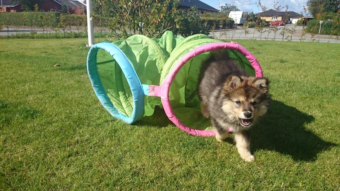 Finsk lapphund Silke  billede 29