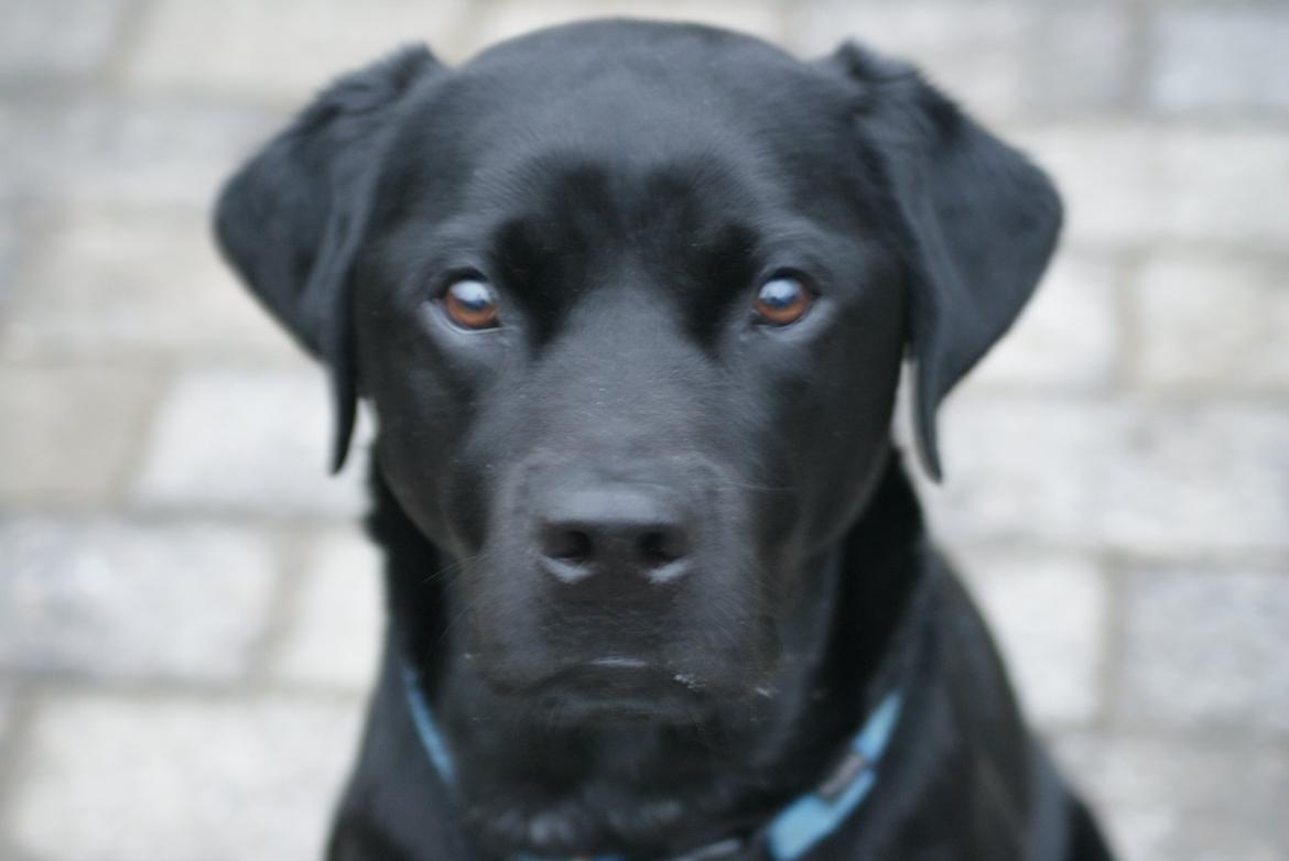 Labrador retriever Elvis billede 1