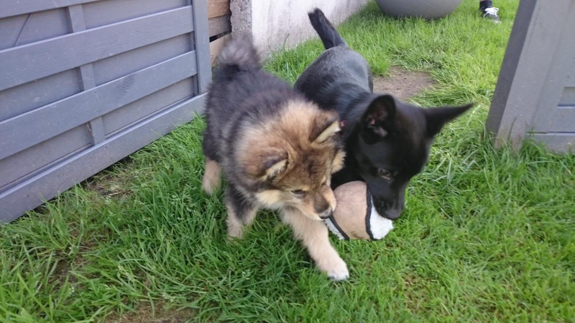 Finsk lapphund Silke  billede 31