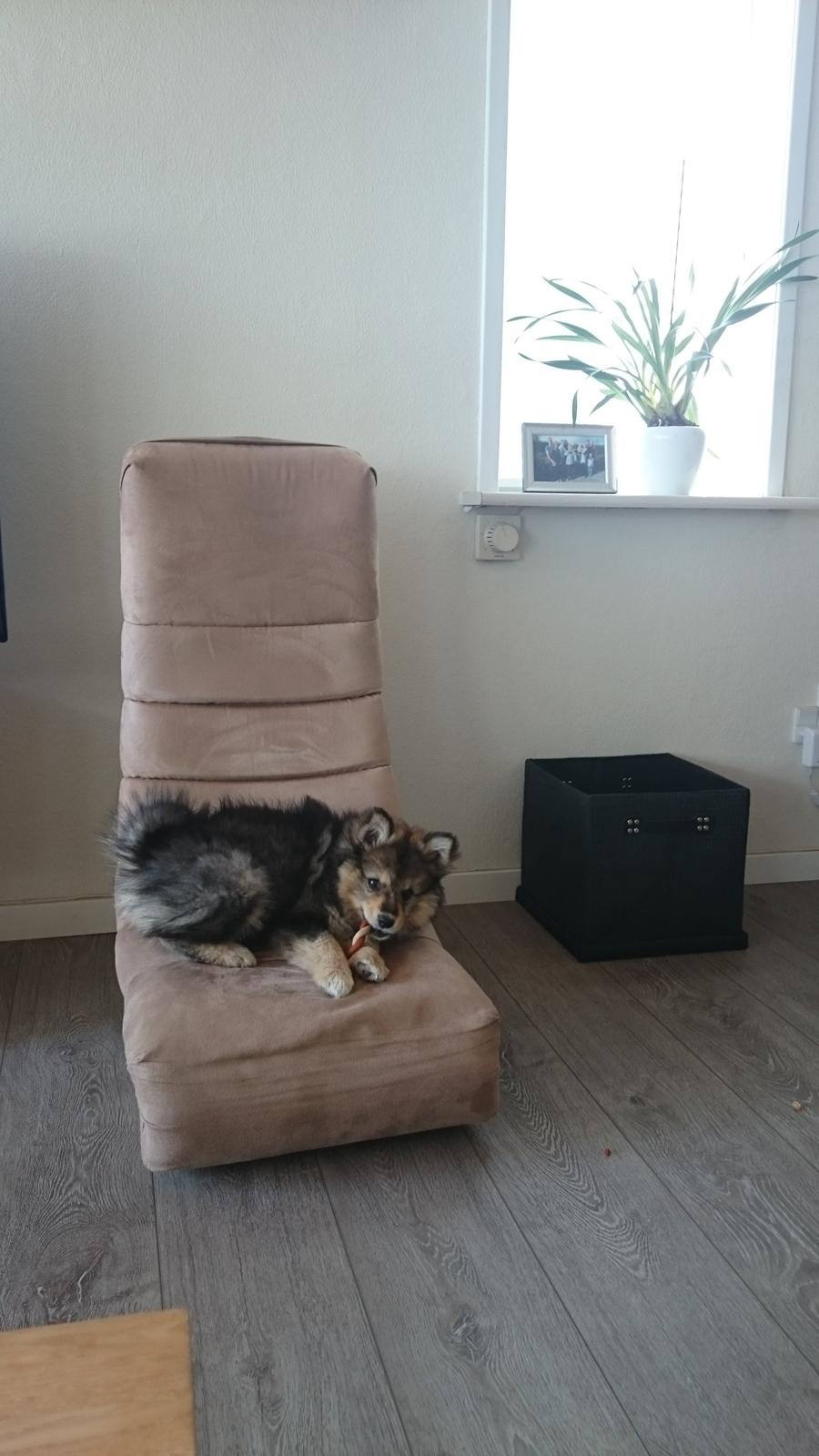 Finsk lapphund Silke  billede 41