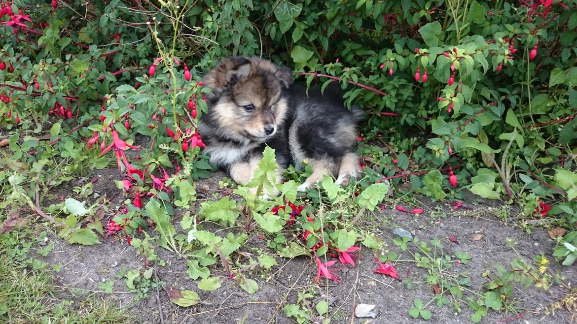 Finsk lapphund Silke  billede 40