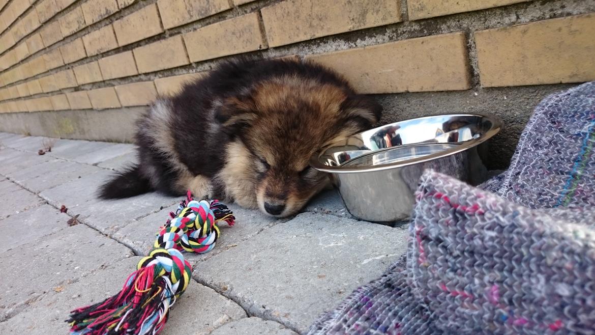 Finsk lapphund Silke  billede 46