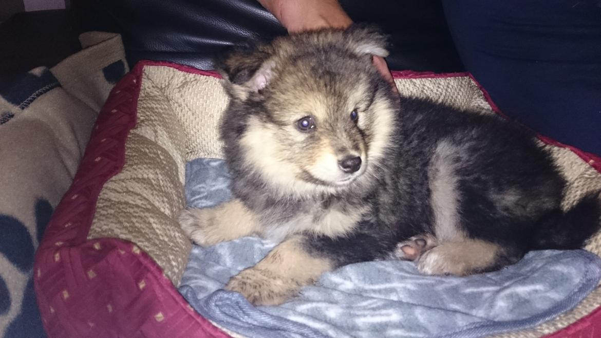 Finsk lapphund Silke  billede 50