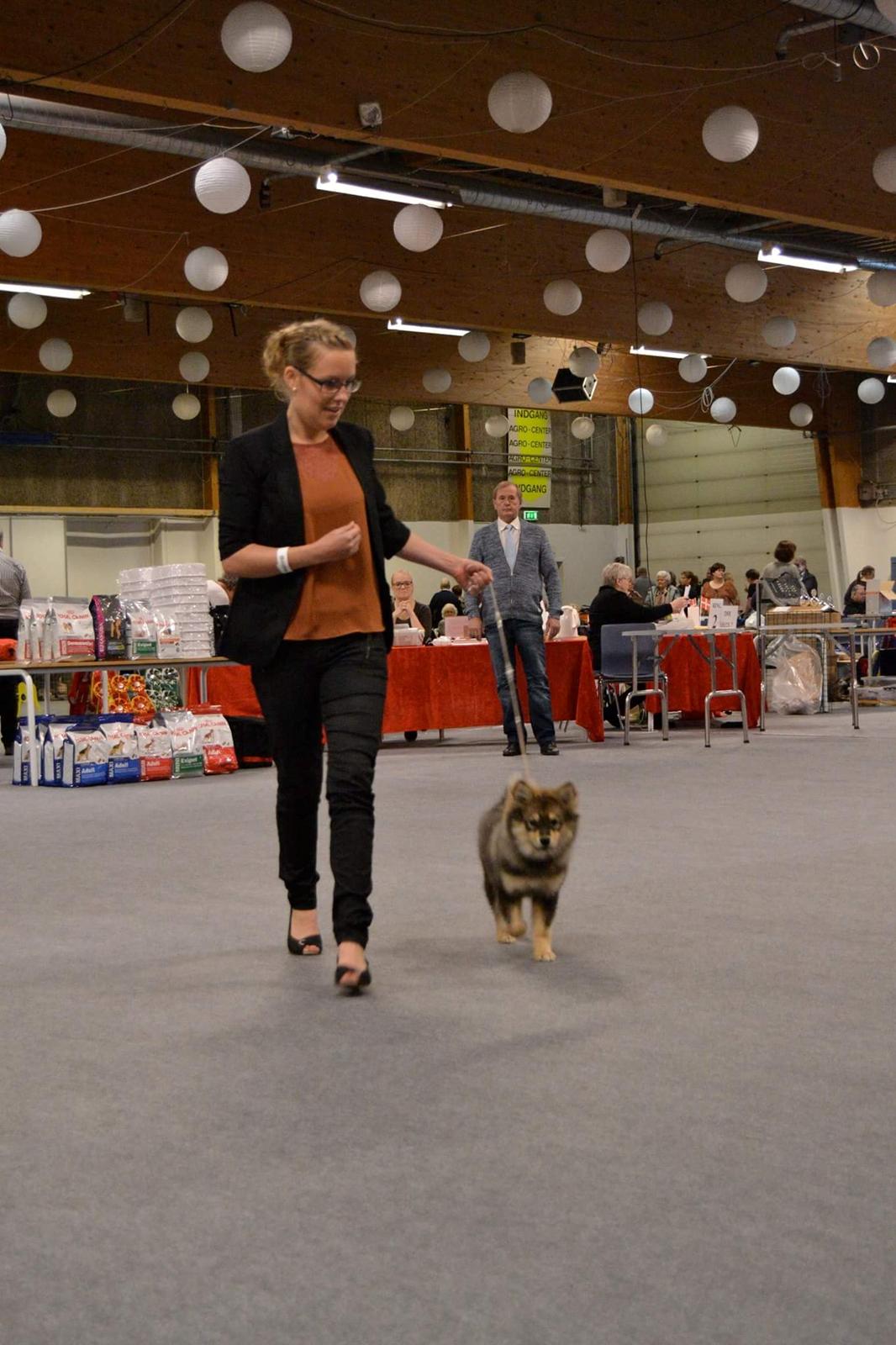 Finsk lapphund Silke  - Første skue i Aars billede 35