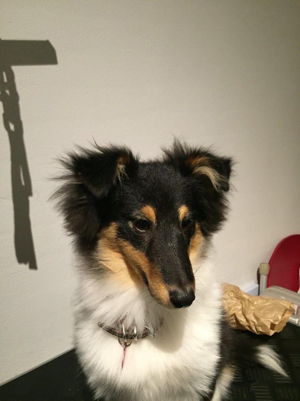 Shetland sheepdog Microgården's Zusie Q aka Esther billede 30