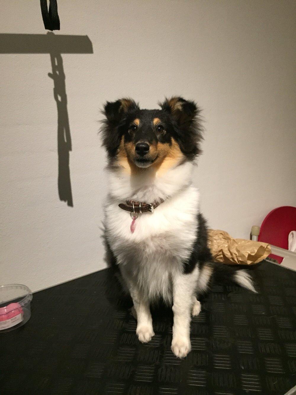 Shetland sheepdog Microgården's Zusie Q aka Esther billede 31