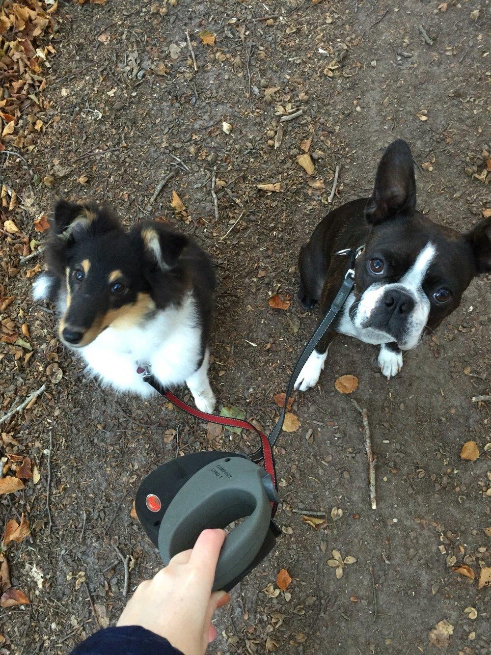 Shetland sheepdog Microgården's Zusie Q aka Esther billede 32