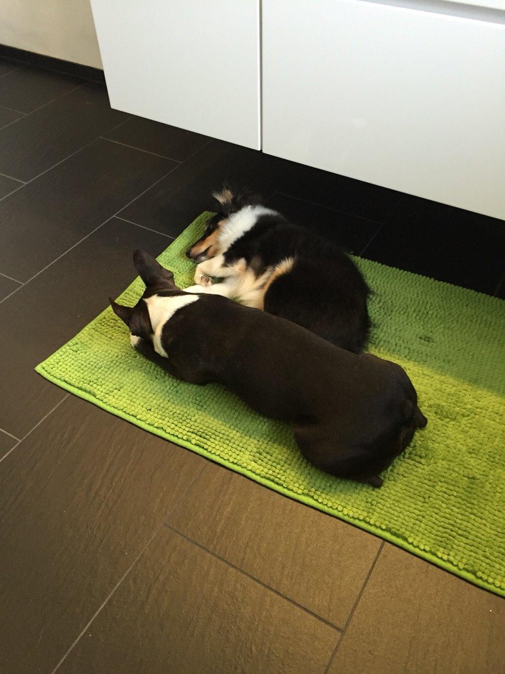 Shetland sheepdog Microgården's Zusie Q aka Esther billede 33