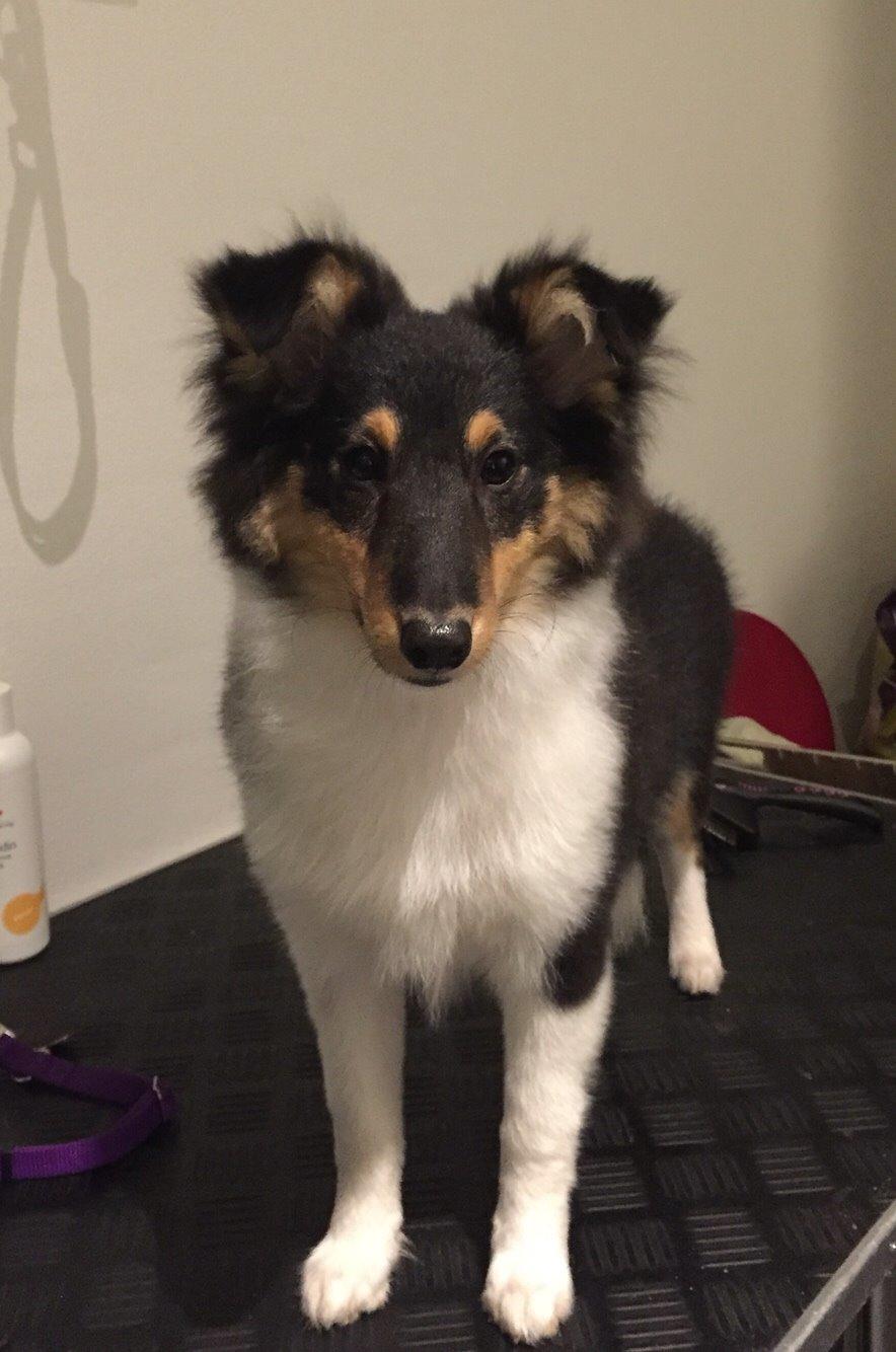 Shetland sheepdog Microgården's Zusie Q aka Esther billede 34